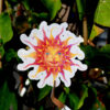 sticker holographique d'un soleil rond avec un visage serein, ses yeux mi-clos et doux. Les rayons du soleil, aux teintes de jaune, orange et violet.